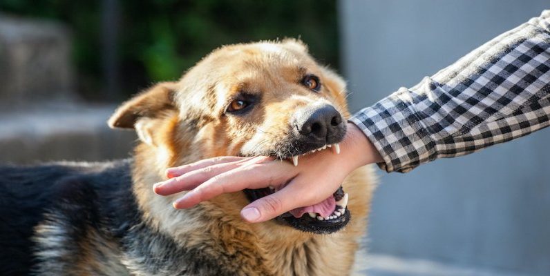 Personal Injury Lawyer Dog Bite