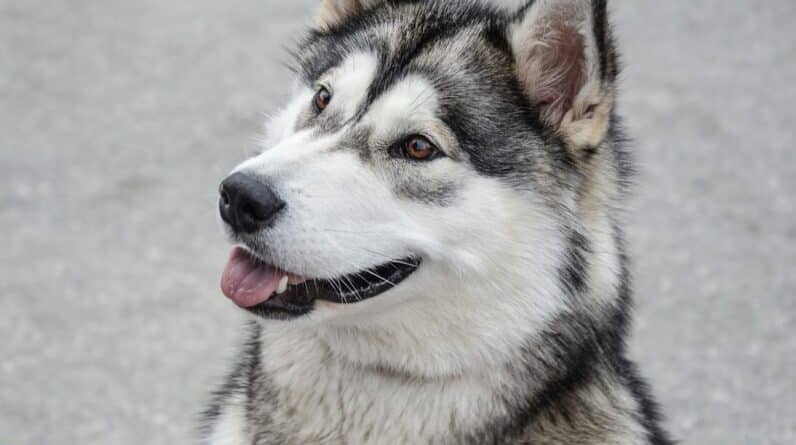 Photo Dog bite