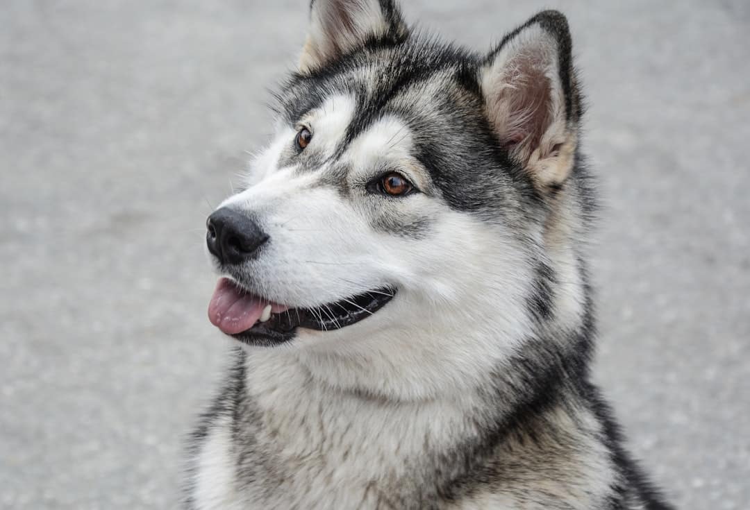 Photo Dog bite