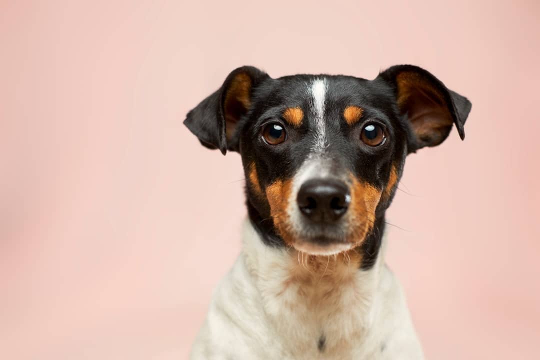 Photo Dog bite