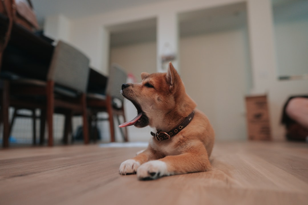 Photo Dog Bite Lawyer