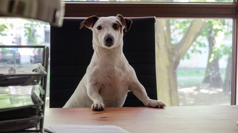 Photo Dog Bite Lawyer