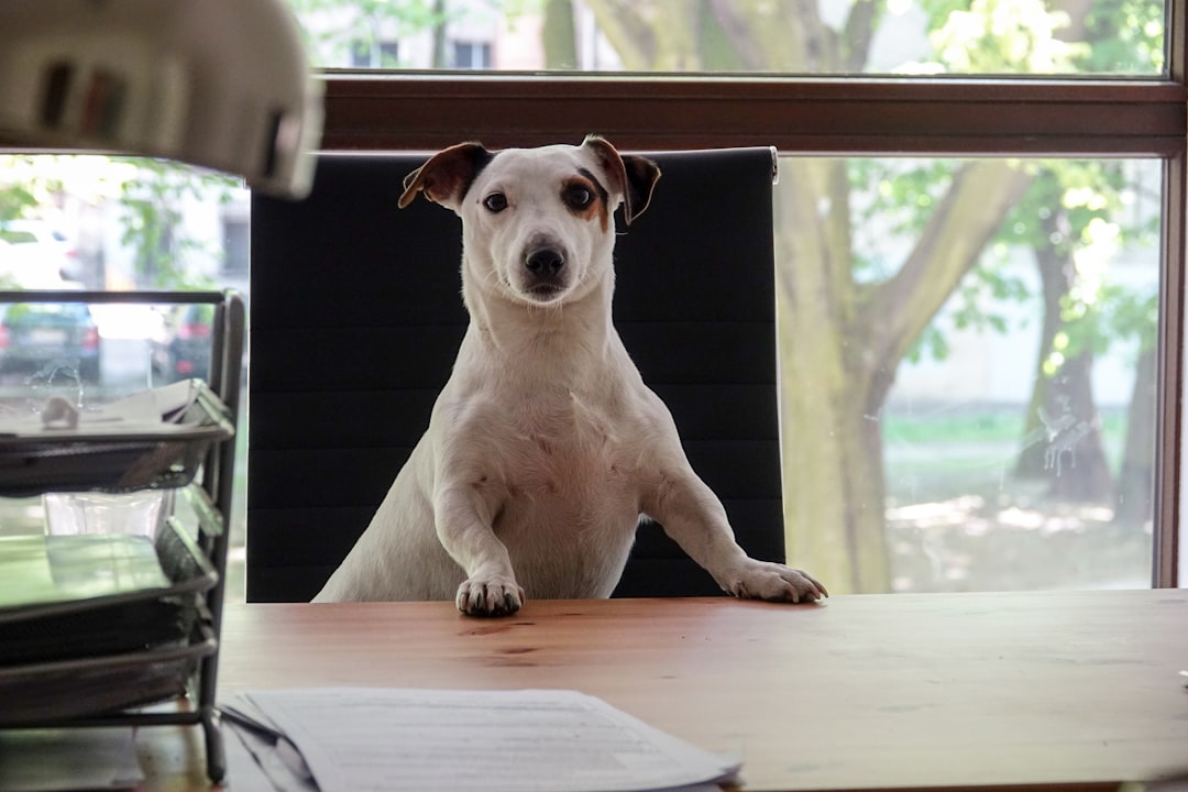 Photo Dog Bite Lawyer